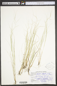 Aristida oligantha image