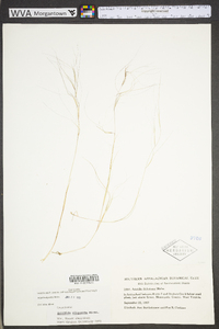 Aristida oligantha image