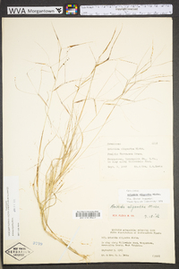 Aristida oligantha image