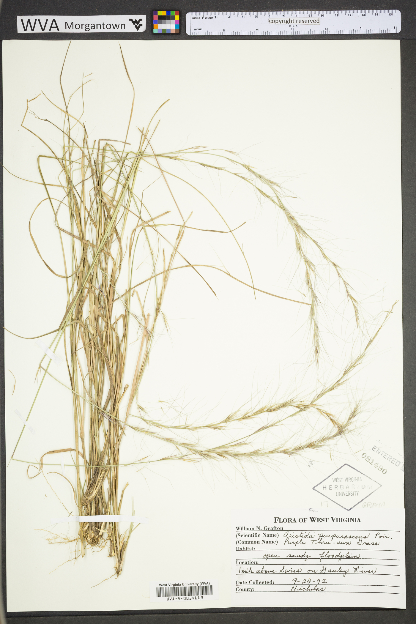 Aristida purpurascens var. purpurascens image