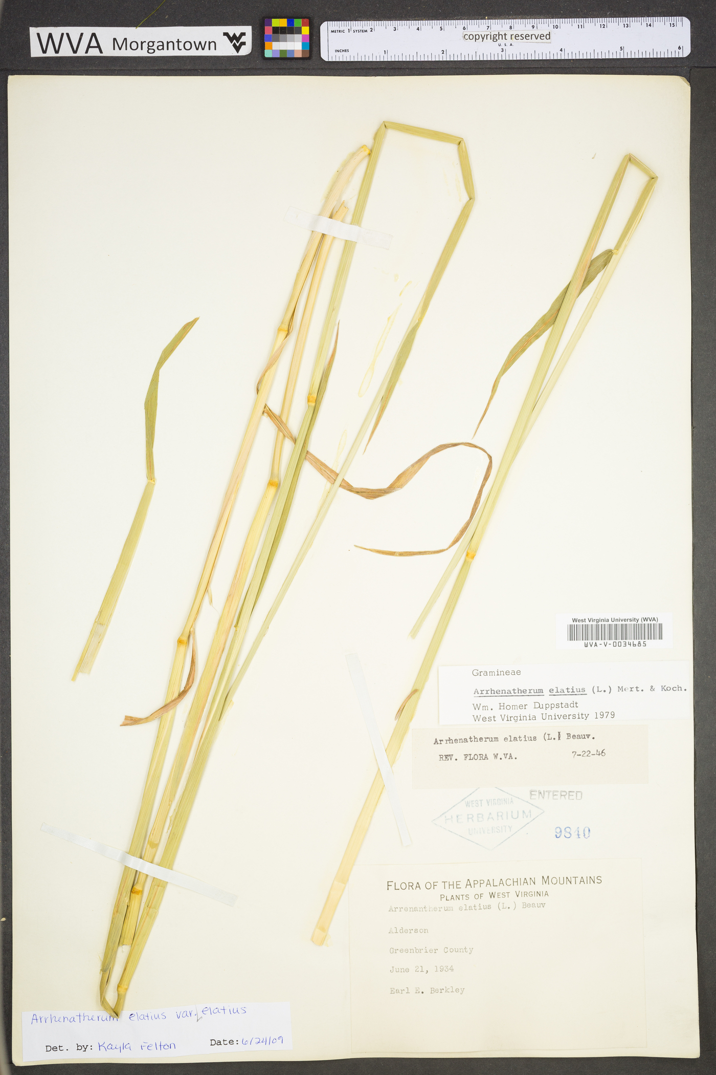Arrhenatherum elatius var. elatius image