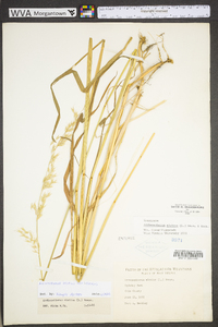 Arrhenatherum elatius var. elatius image