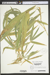Arundinaria gigantea subsp. gigantea image