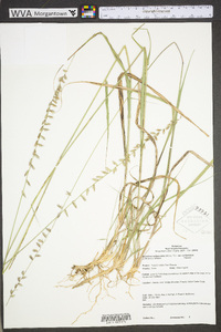 Bouteloua curtipendula var. curtipendula image