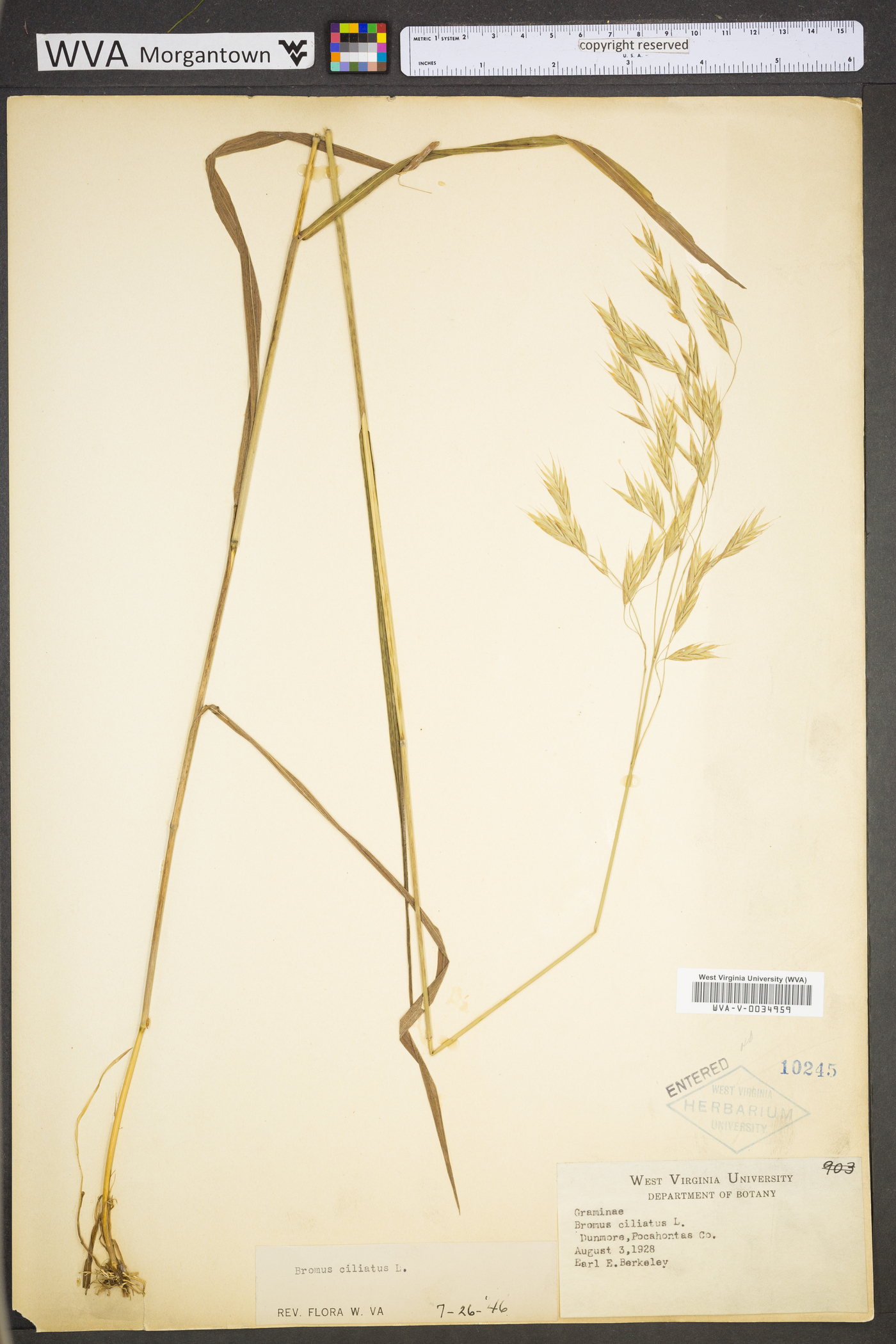 Bromus ciliatus var. ciliatus image