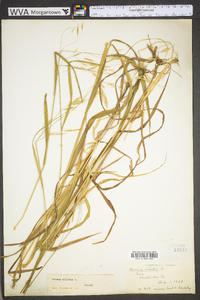 Bromus ciliatus var. ciliatus image