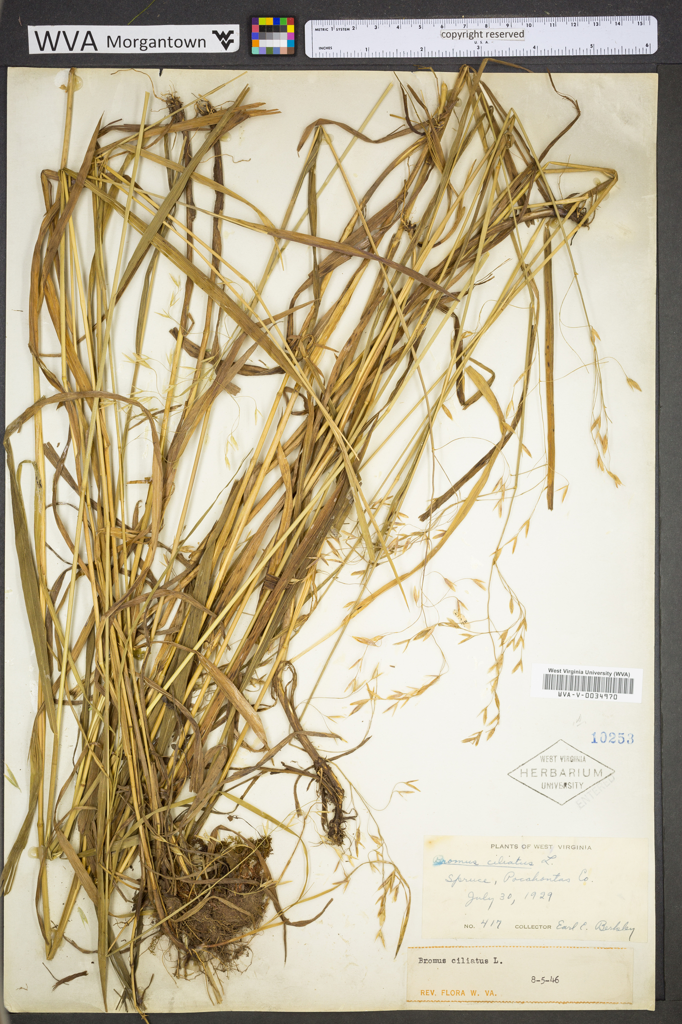 Bromus ciliatus var. ciliatus image