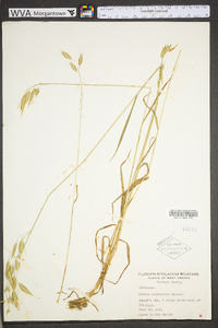 Bromus commutatus image