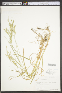 Bromus commutatus image