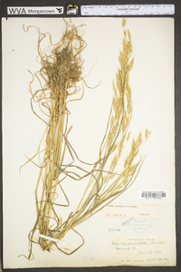 Bromus commutatus image