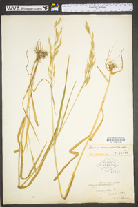 Bromus commutatus image