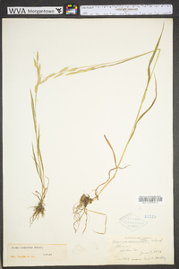 Bromus commutatus image