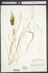 Bromus commutatus image