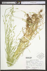 Bromus commutatus image