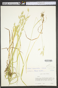 Bromus commutatus image