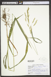 Bromus kalmii image