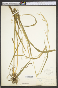 Bromus kalmii image