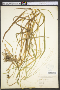 Bromus kalmii image