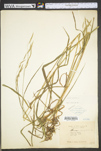 Bromus kalmii image