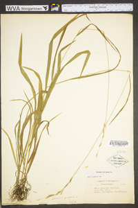 Bromus kalmii image