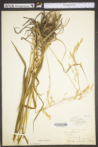 Bromus kalmii image