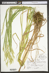 Bromus kalmii image