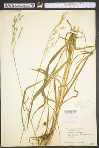 Bromus kalmii image