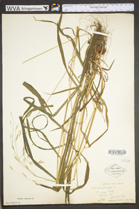 Bromus kalmii image