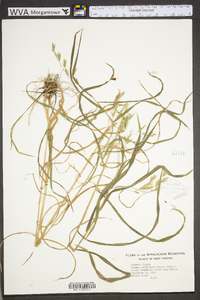 Bromus latiglumis image