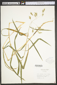 Bromus latiglumis image