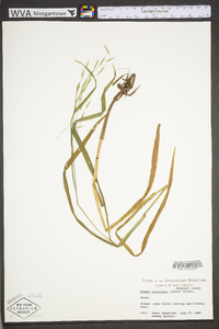 Bromus latiglumis image