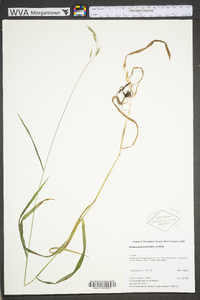 Bromus pubescens image