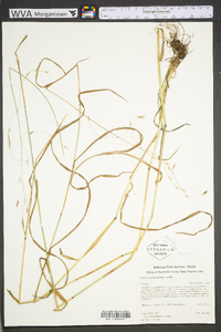 Bromus pubescens image