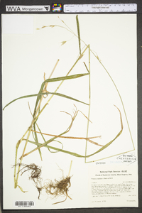 Bromus pubescens image