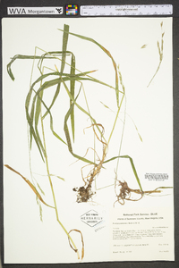 Bromus pubescens image