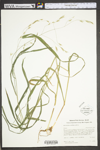 Bromus pubescens image