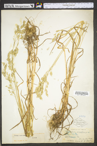 Bromus secalinus image