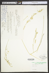 Bromus secalinus image