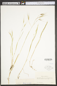 Bromus sterilis image