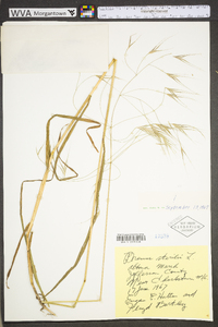 Bromus sterilis image