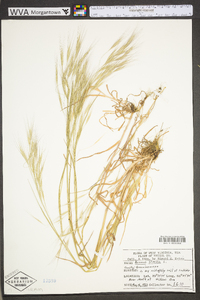 Bromus sterilis image