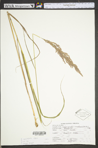 Calamagrostis canadensis var. canadensis image