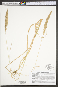 Calamagrostis coarctata image