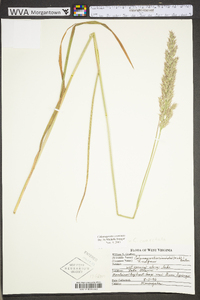 Calamagrostis coarctata image