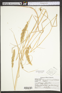 Calamagrostis coarctata image