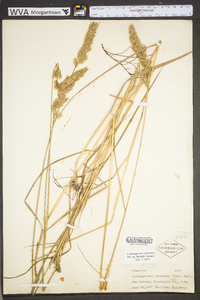 Calamagrostis coarctata image