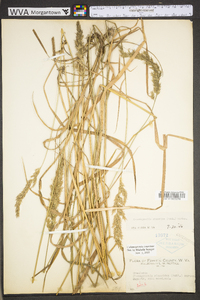 Calamagrostis coarctata image