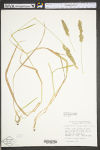 Calamagrostis coarctata image