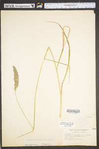 Calamagrostis coarctata image