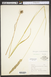 Calamagrostis coarctata image